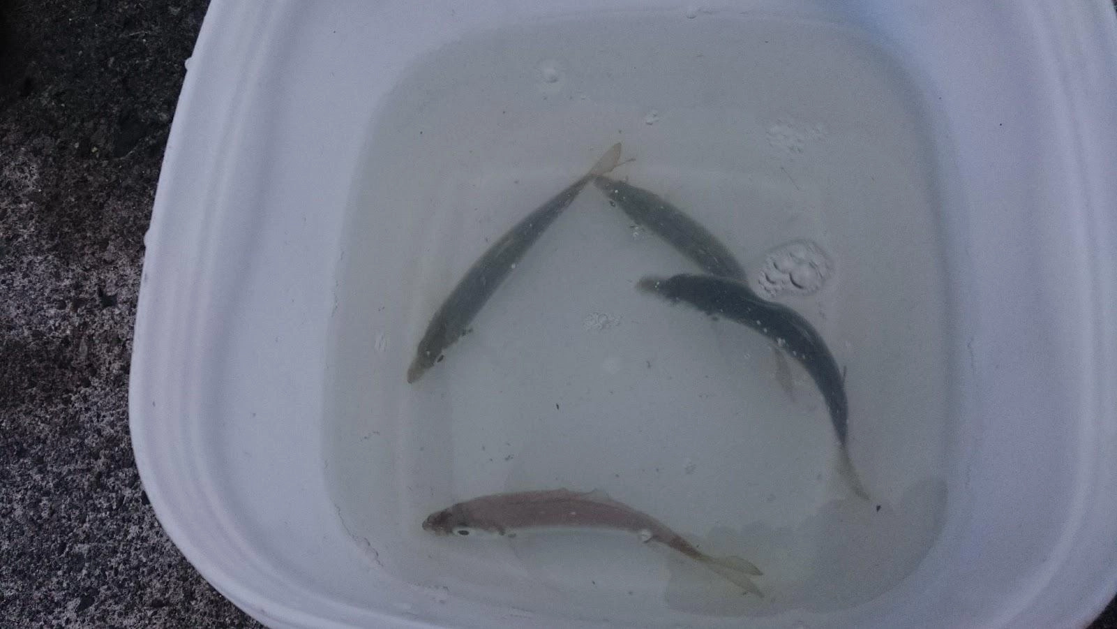水がだいぶ濁っていて、久しぶりに鯵が簡単に釣れました。酸欠で死なない程度の匹数確保でしたが、釣ろうと思えばもっと釣れた感じです。