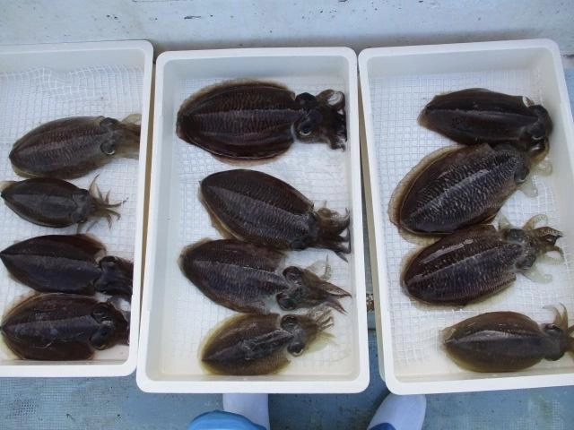 今日はコウイカを❶❷ハイも乗せるッ‼︎