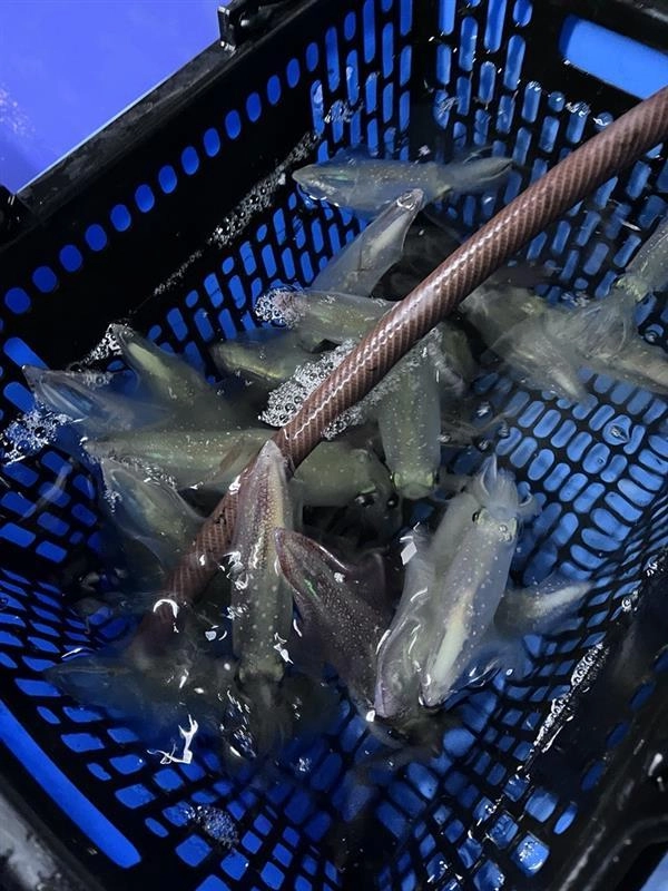 イカヅノで釣れるマルイカは平均サイズが大きめです！