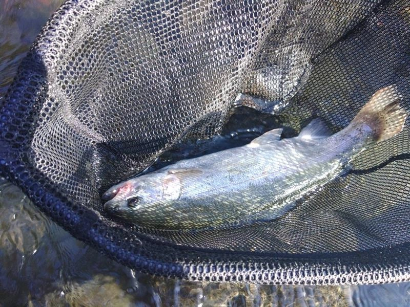 短時間釣行で45cmクラスのニジマスヒットです！