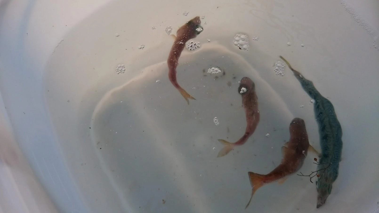 サビキで目当ての鯵鰯鯖がつれず、ムツっ子とカマスばかりでした。
隣の方が気をきかせてくれて、小鯖を２匹提供してくれました。ありがとうございました。
隣の方は１キロくらいのアオリイカを2杯上げた名人です。同行の方が釣った小鯖を分けてくれました。