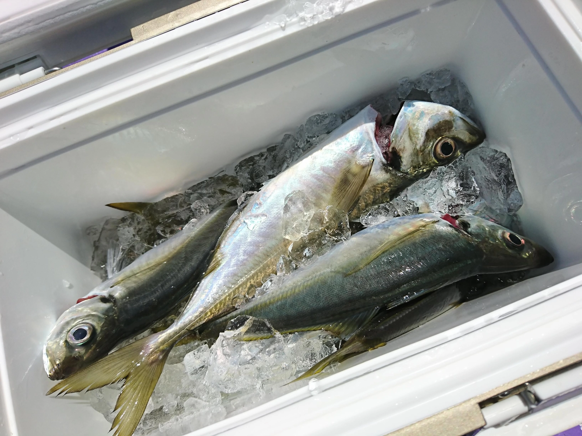 釣れているときに手返し良く釣れば釣果伸ばせます！！