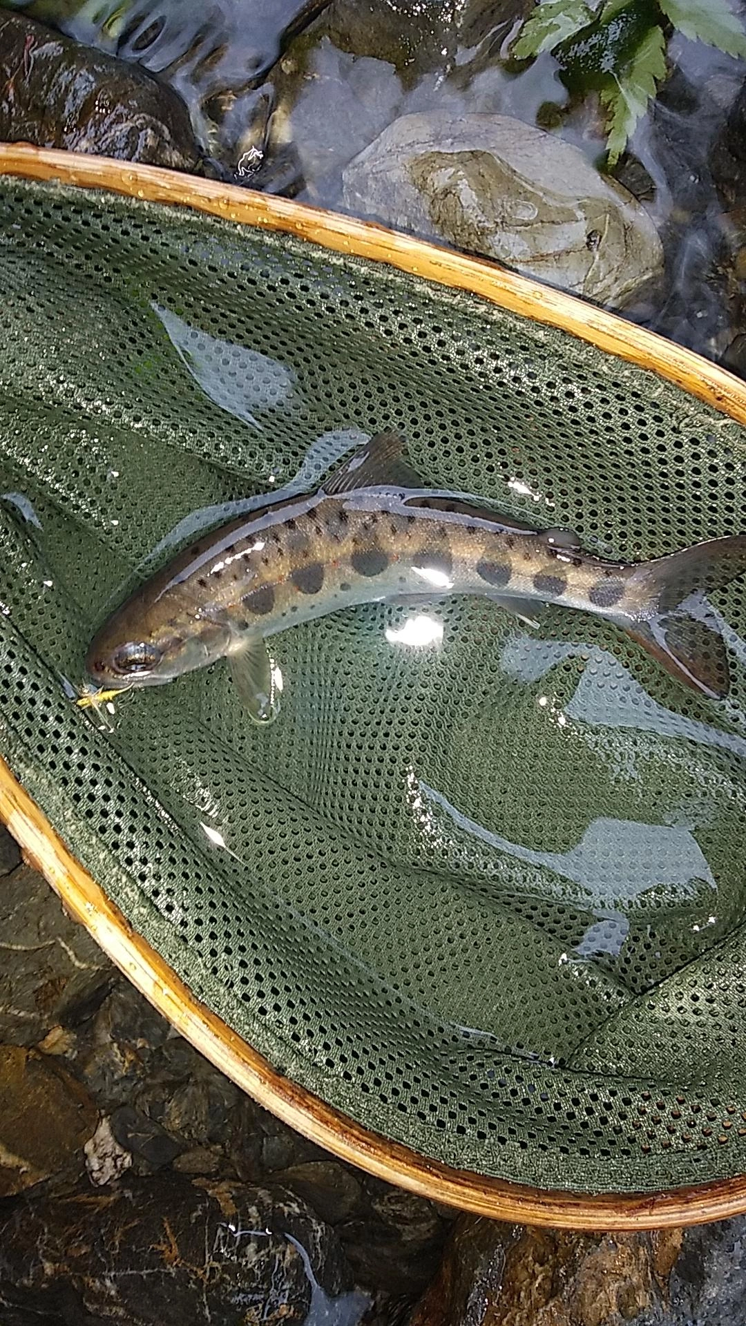 夕方に釣れた綺麗なアマゴ