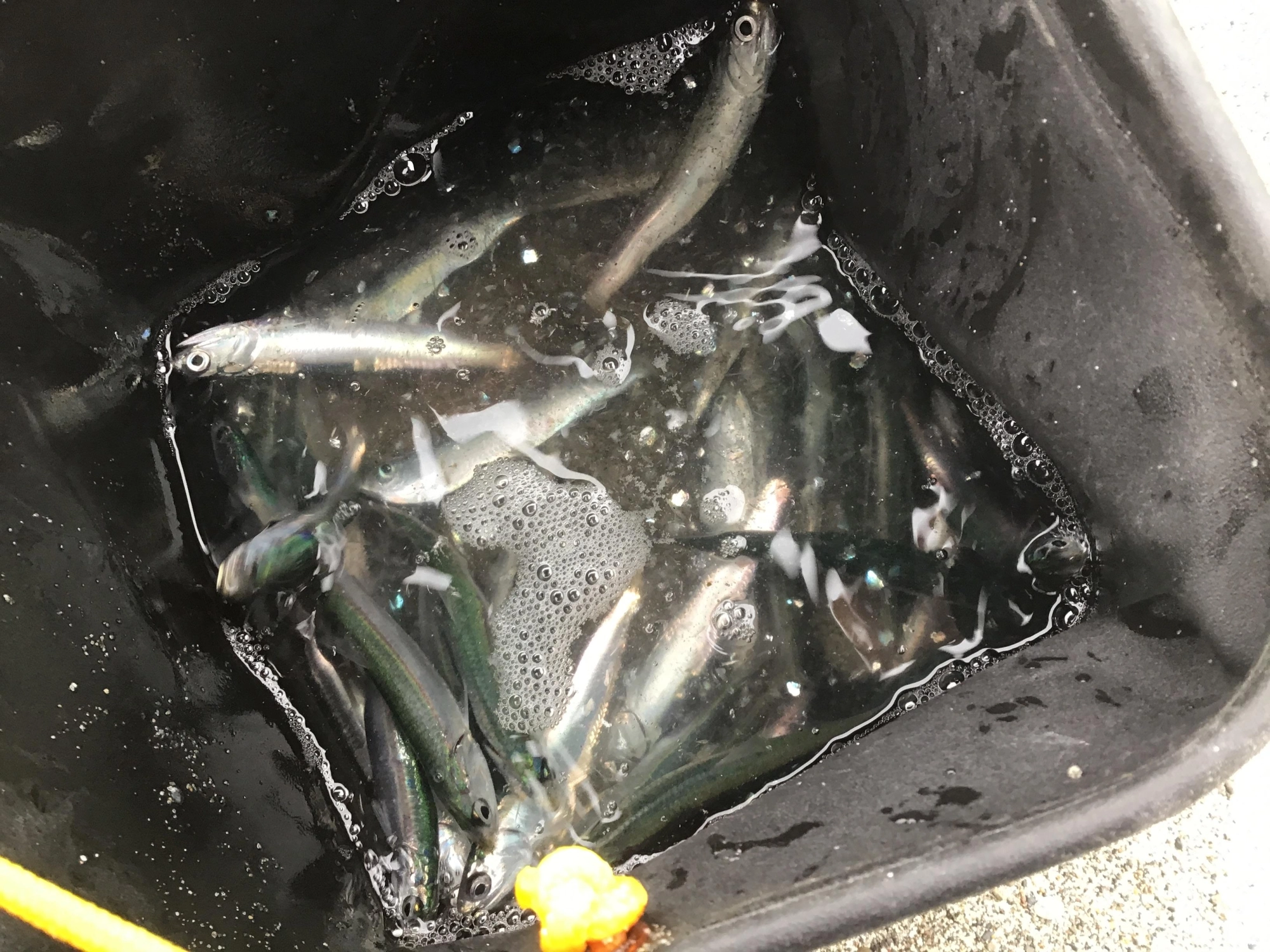 新鮮なイワシが大漁デス❗️自分とカラス以外は、誰も見向きもしませんでした。