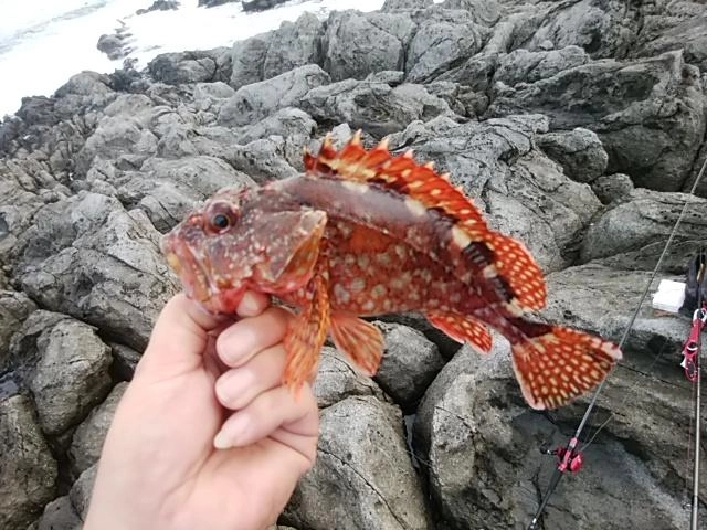 今日初フィッシュ