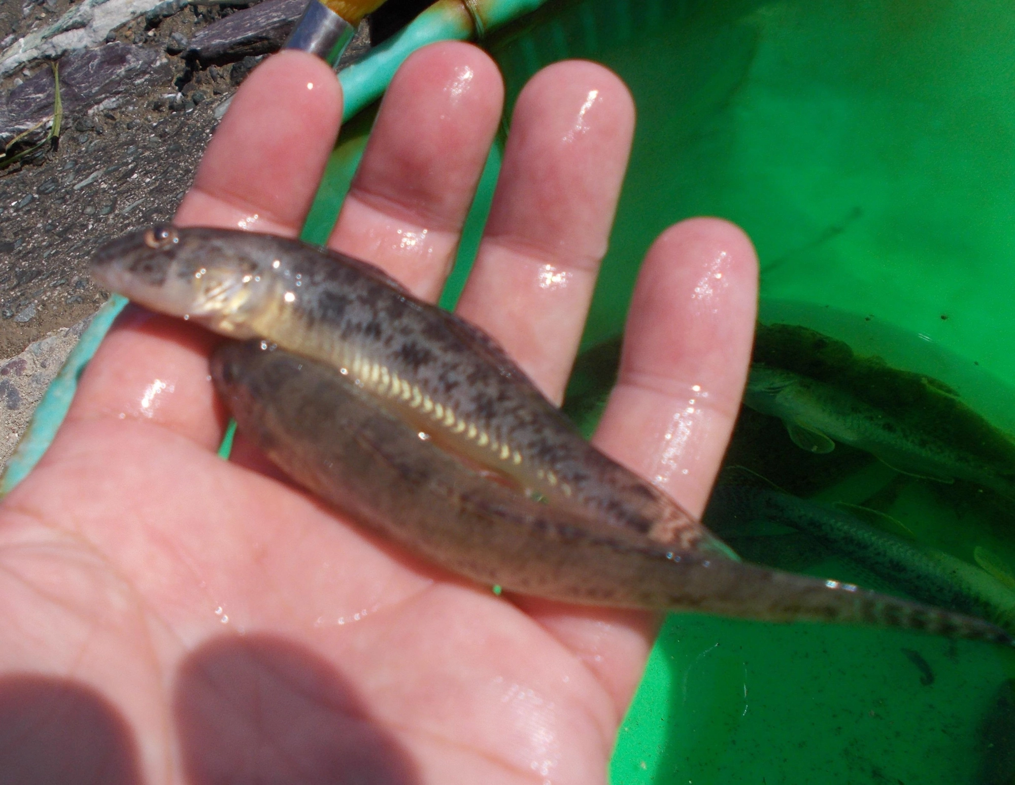 大きさは10CM級が中心、小さいのもいましたがエサを大きめに付けると大き目が掛かってきました。