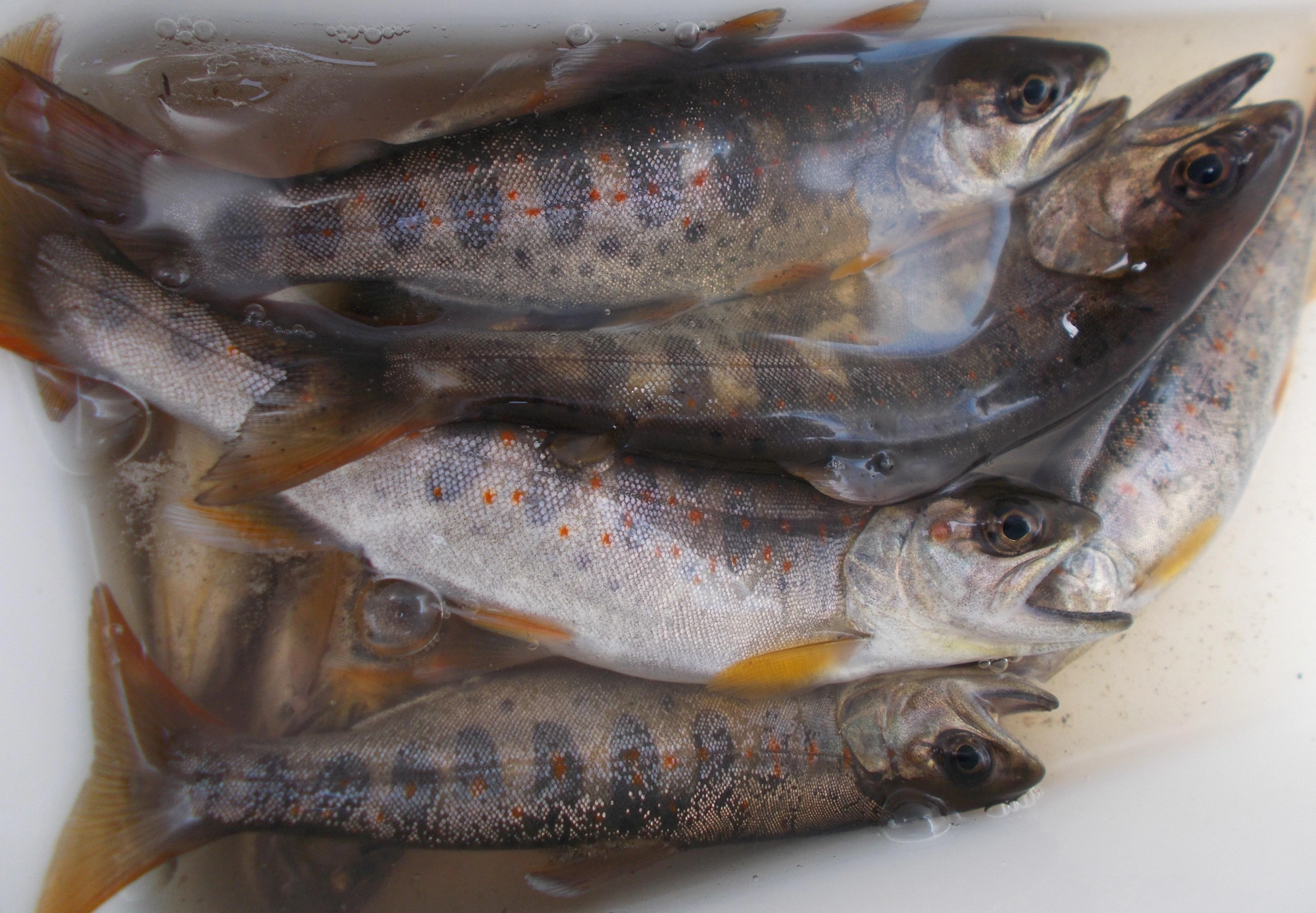 管理のしっかりした川なので魚は多め。エサはミミズを使いました。