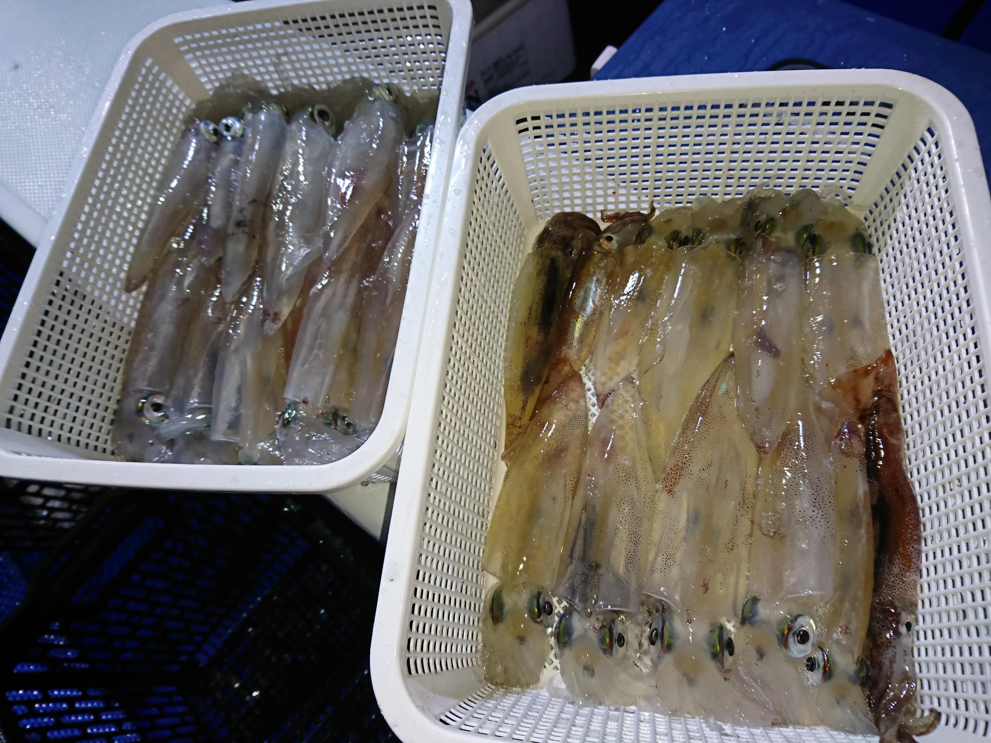 今シーズンの沼津沖マルイカはアベレージサイズがやや大きめです！