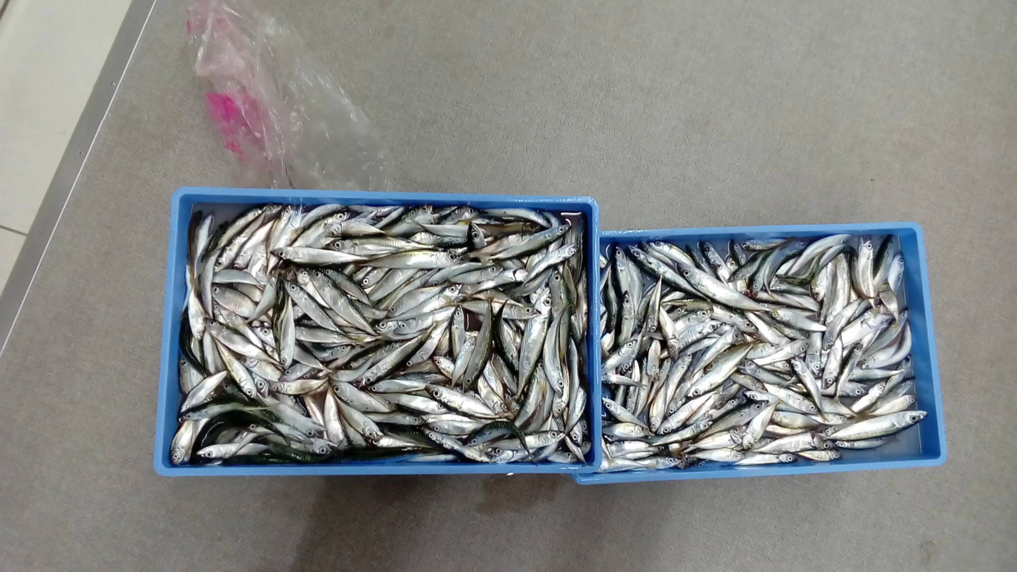 豆アジ、小サバが好調に釣れてます！酢の物、から揚げにちょうど良いサイズ！！