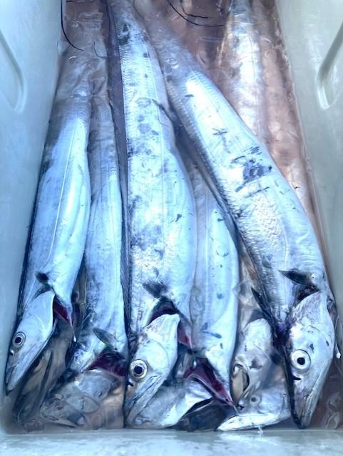 テンヤでは指４本クラスが揃いました。