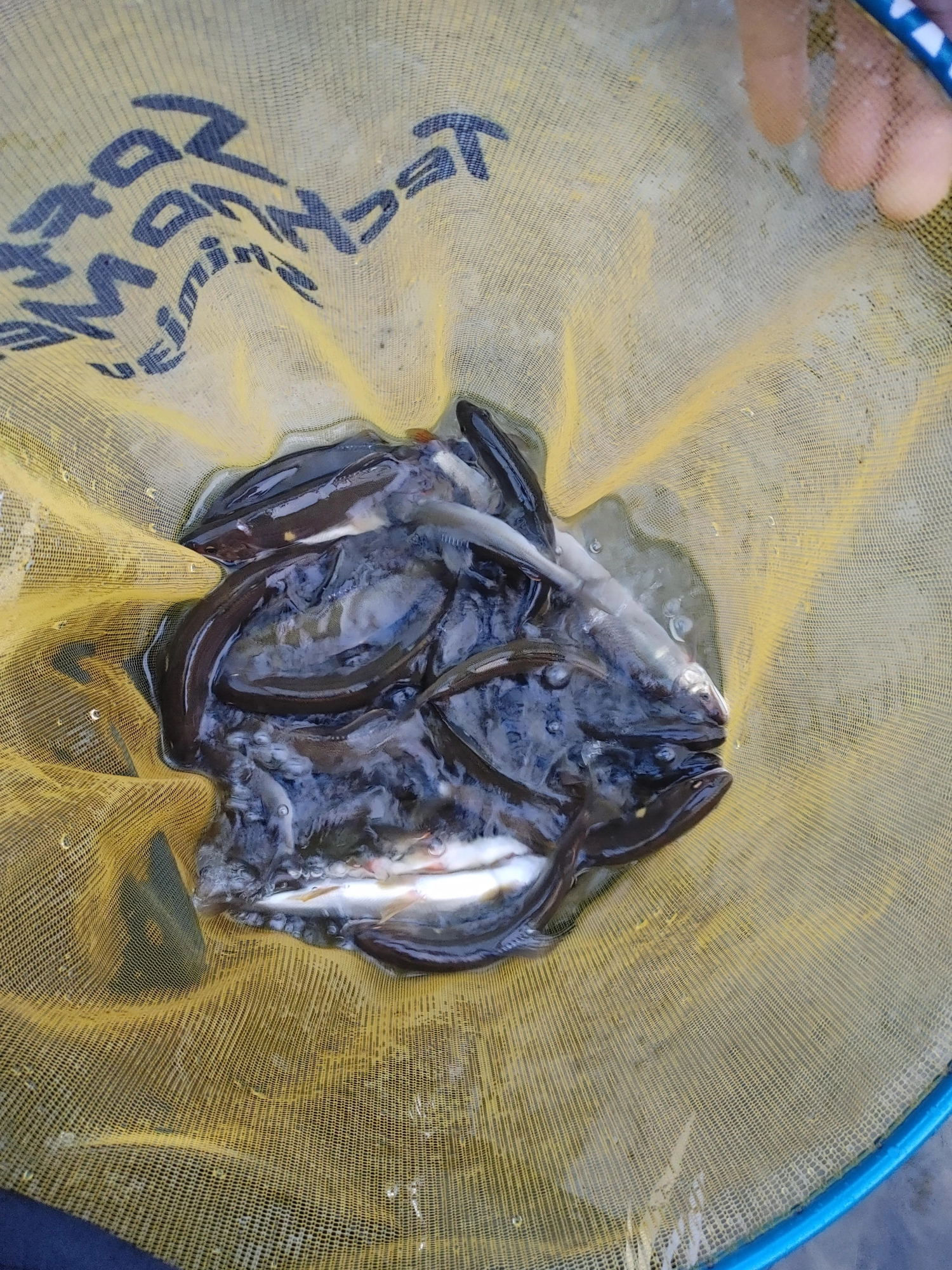 荒瀬で釣れるとたまりません！笑