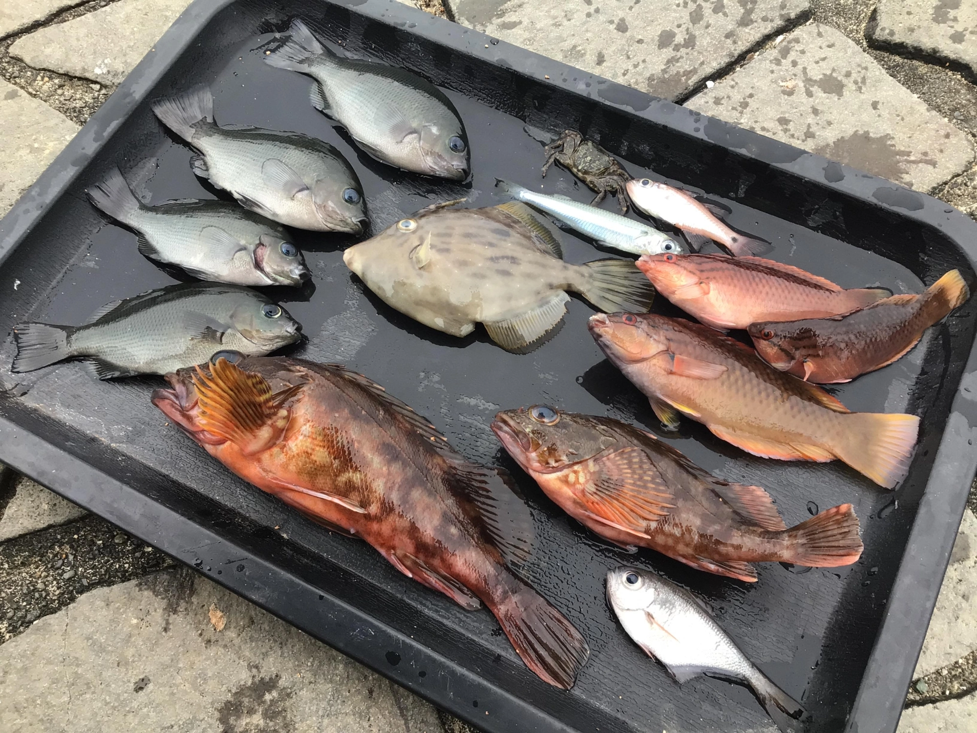 ナイスですネ〜♪、、、謎魚もあり。