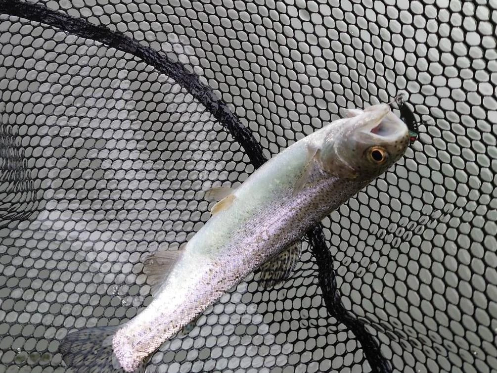魚の元気よく楽しむことができました！