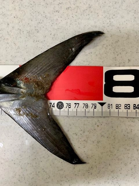 立派なサワラですね♪