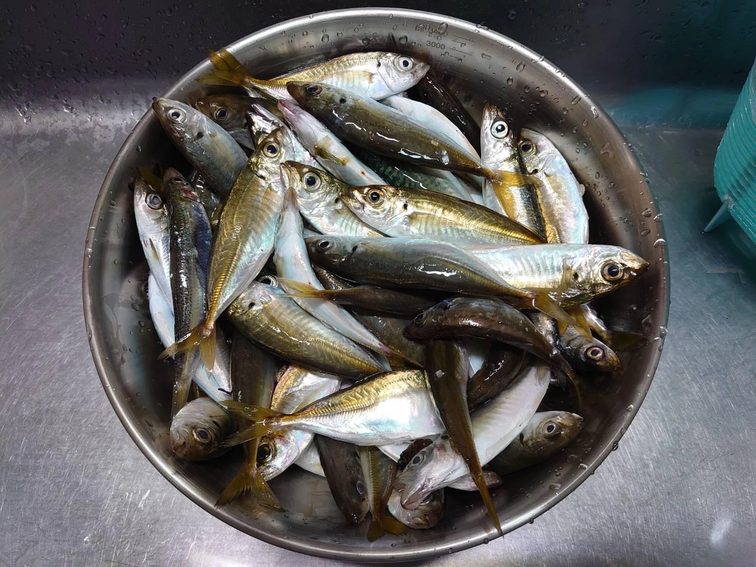 入れ食いでした。