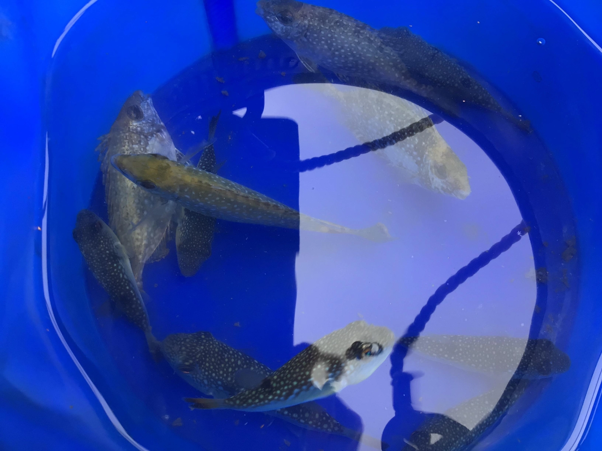 フグとアイゴは無限に釣れます、、、、。怖い、、、