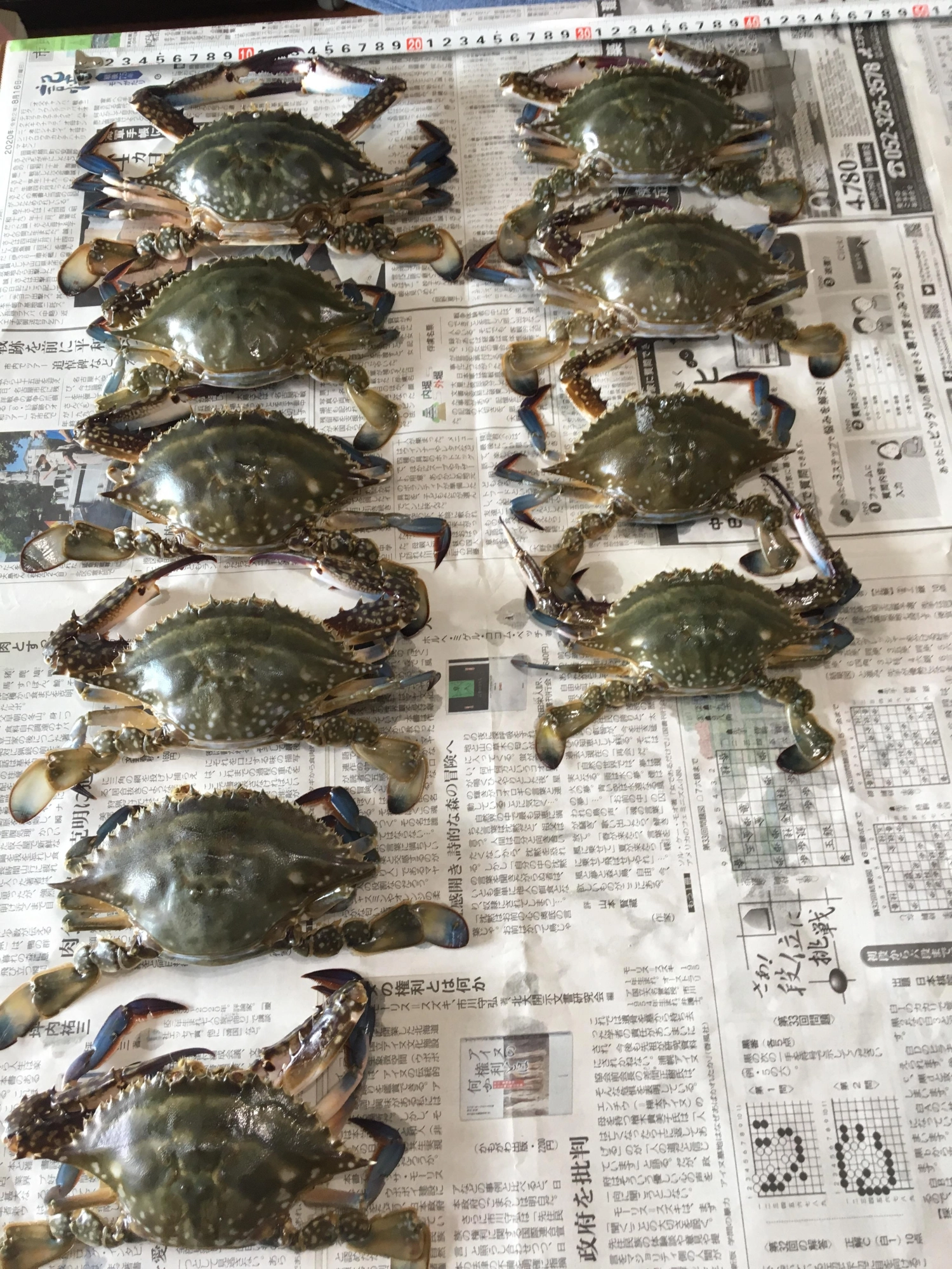ワタリ蟹 10匹