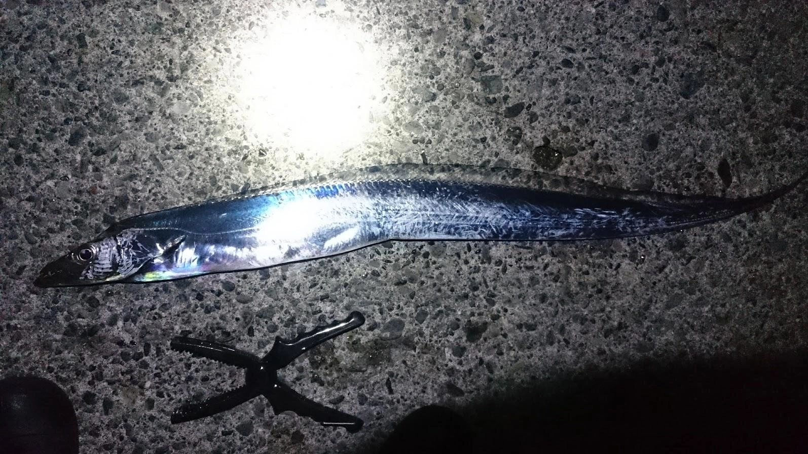 日没後、潮止まりからの下げ潮動き出しで１バイトだけありました。
隣の常連さんと話している最中でビックリ合わせしてしまい、一度掛け損ねましたが、ゆっくり巻くと追い食いしてきて2度目の合わせで口外貫通でしっかりフッキングしました。