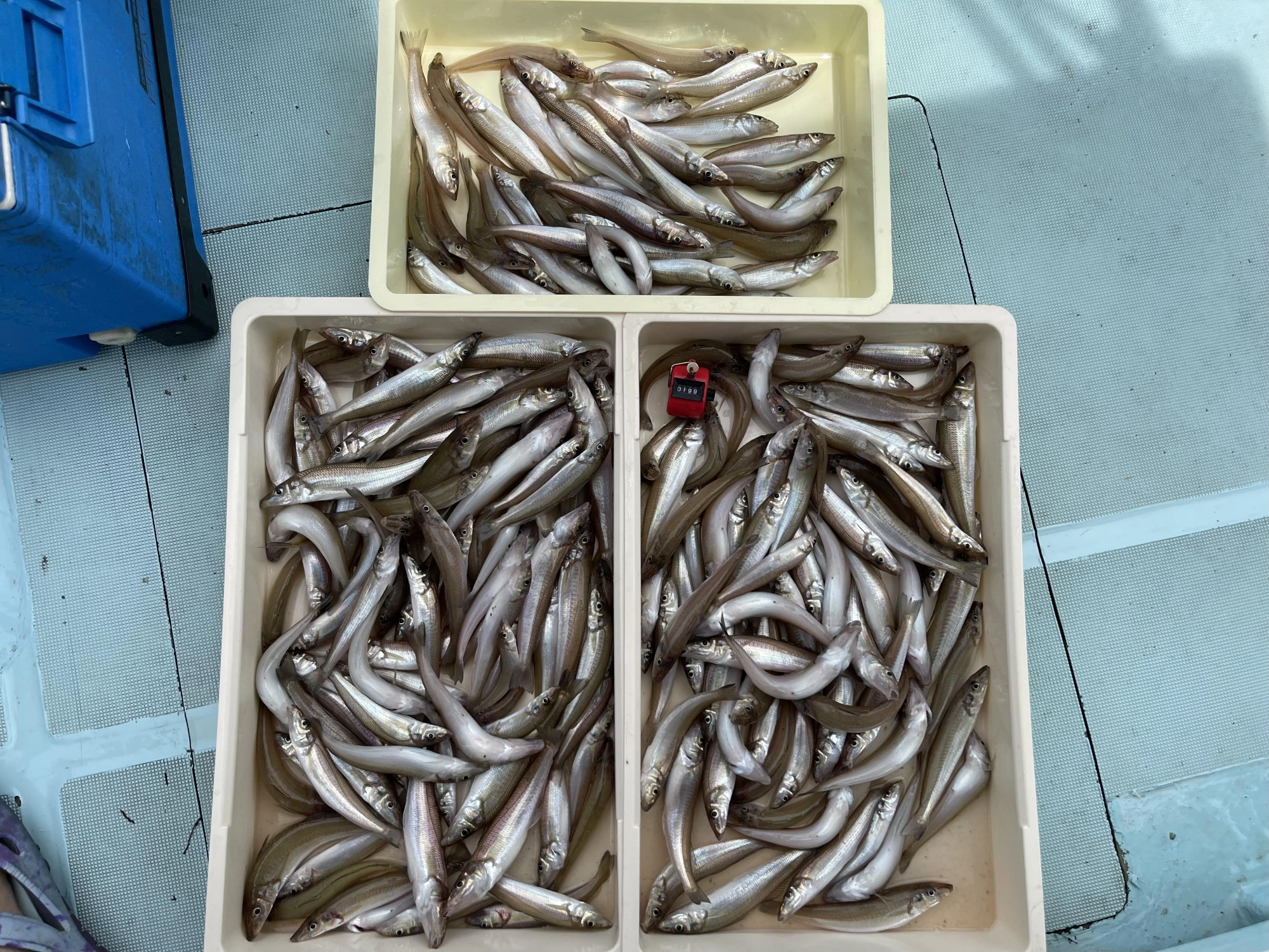まだまだ数釣りシーズン入ったばっかりですが今シーズンもワヤぐいなシーズンッ٩( ᐛ )و⁈