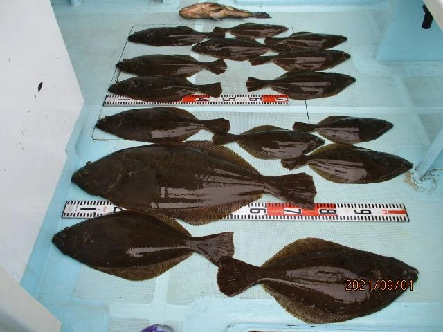 9月1日(水)も大山良型夏ビラメを含めて良い感じに釣れましたよッ(^-^)