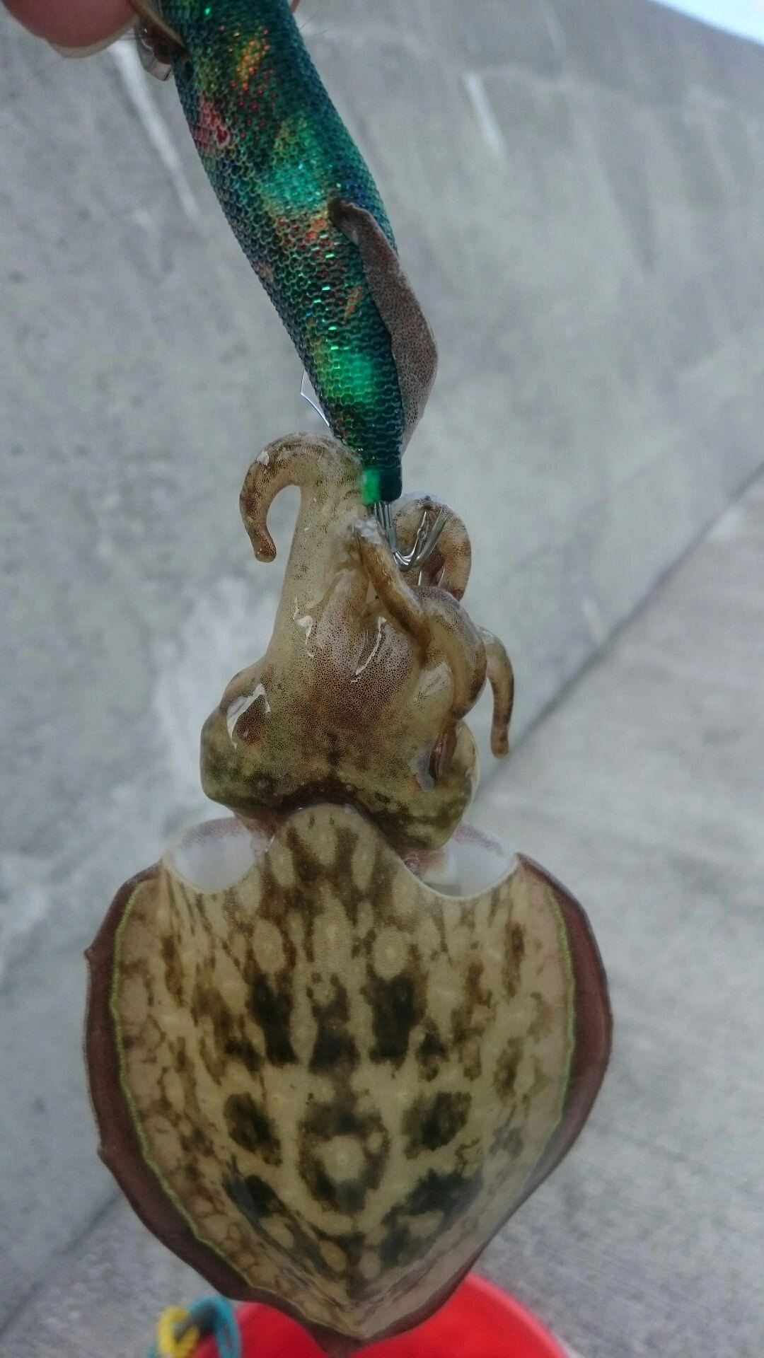 アオリイカの他にコウイカも！