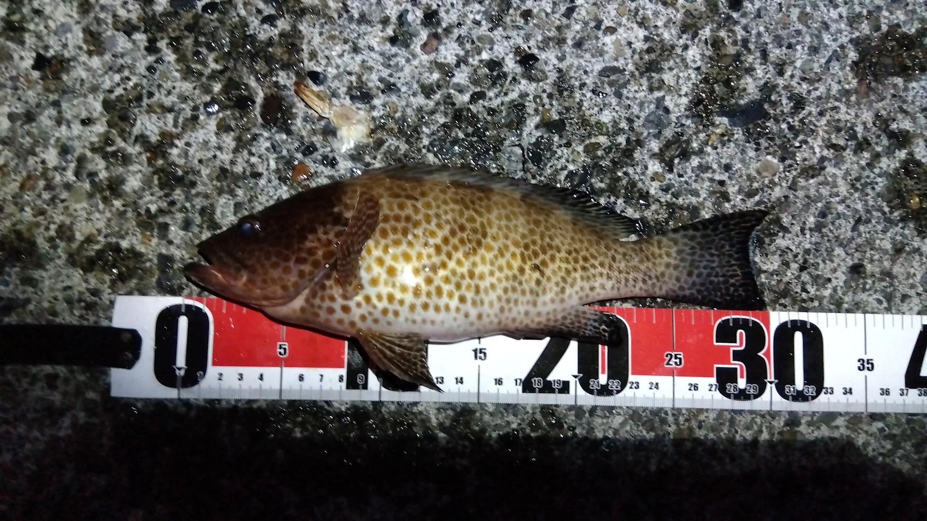 ついでに昨日（30日）の釣果も投稿
トレブルフックでカマスをウキ泳がせして30㎝のオオモンハタ