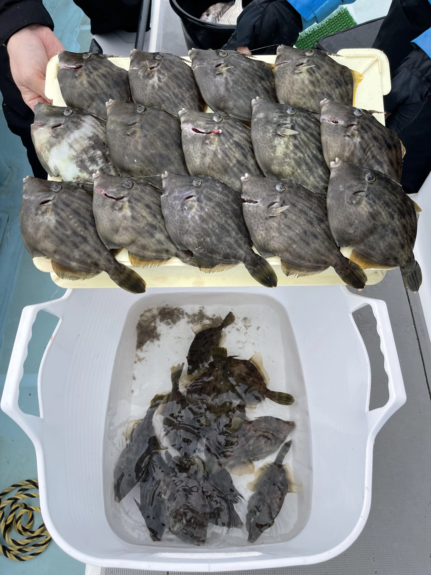 こちらのお客様は喰べる分だけキープのおふたりで❷❻枚も狩るッψ(｀∇´)ψ