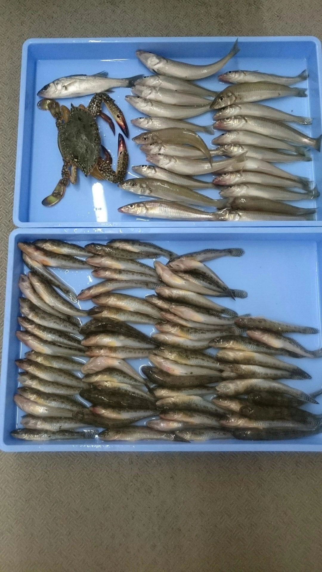 ハゼ、シロギス、その他セイゴなどが良く釣れております！
