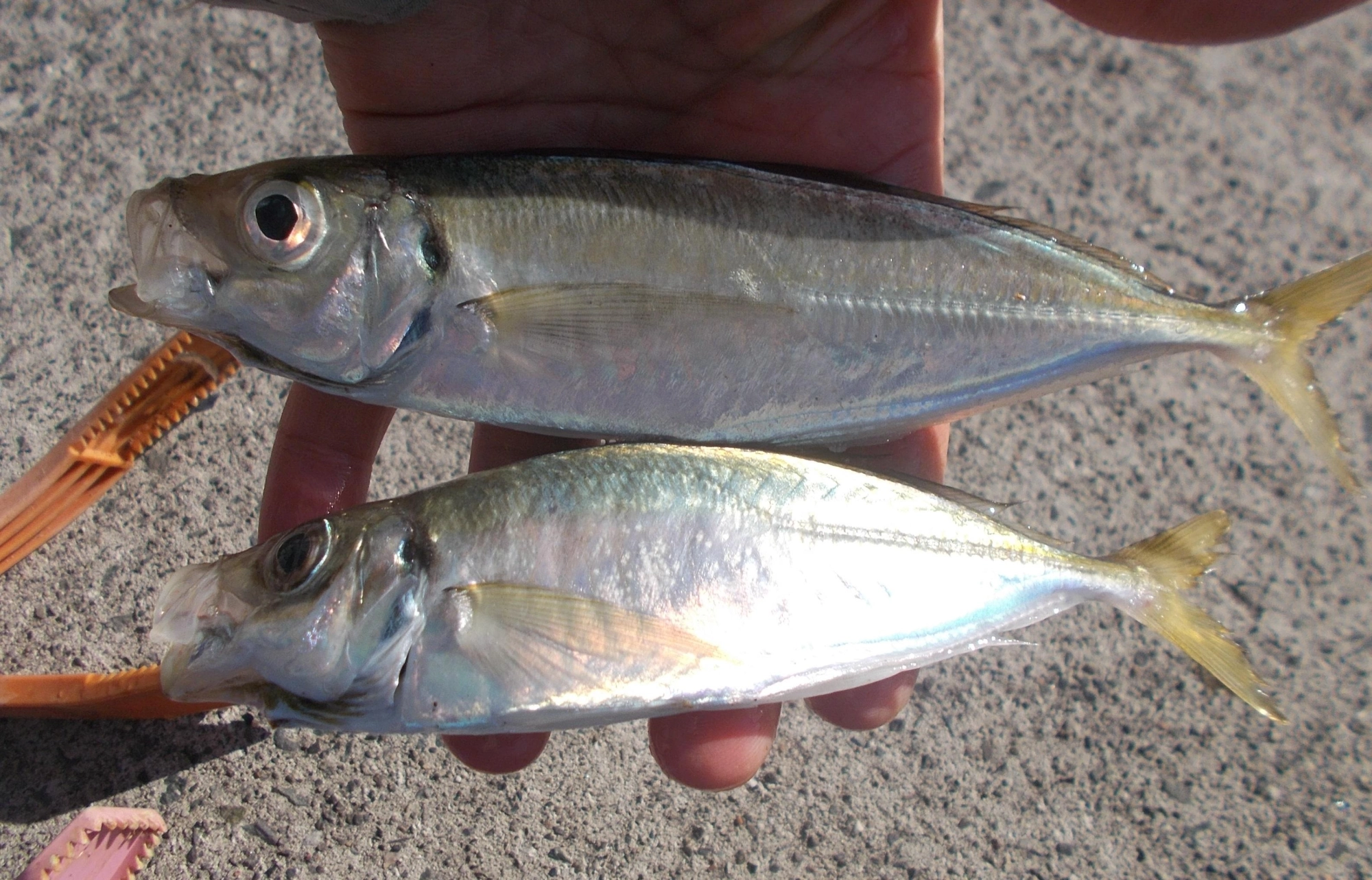 釣れたアジは20㎝超えているのばかり、脂ものりのりでお刺身でいただきました。