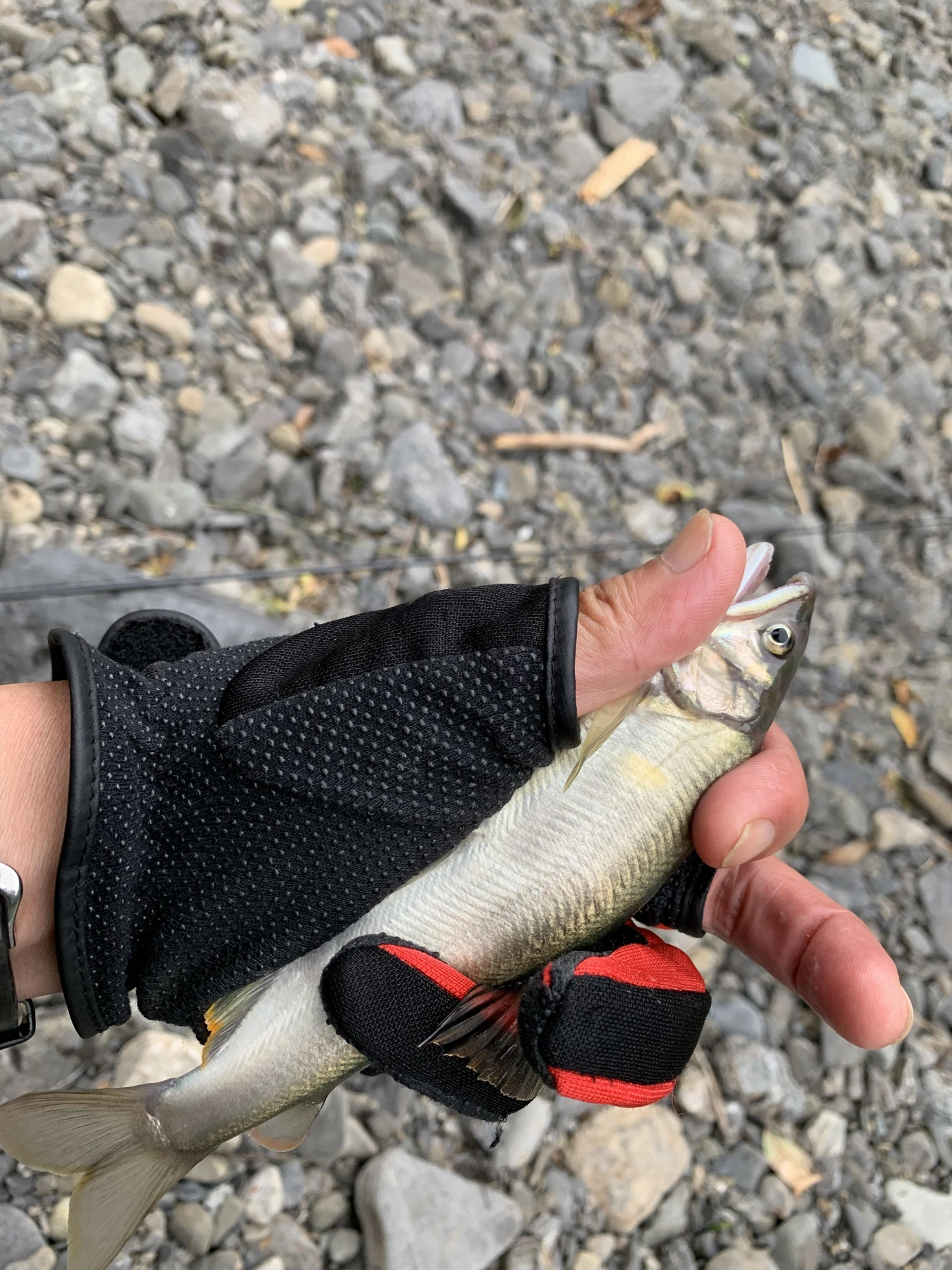 濃い柳で掛けた大物
赤系で釣れました。