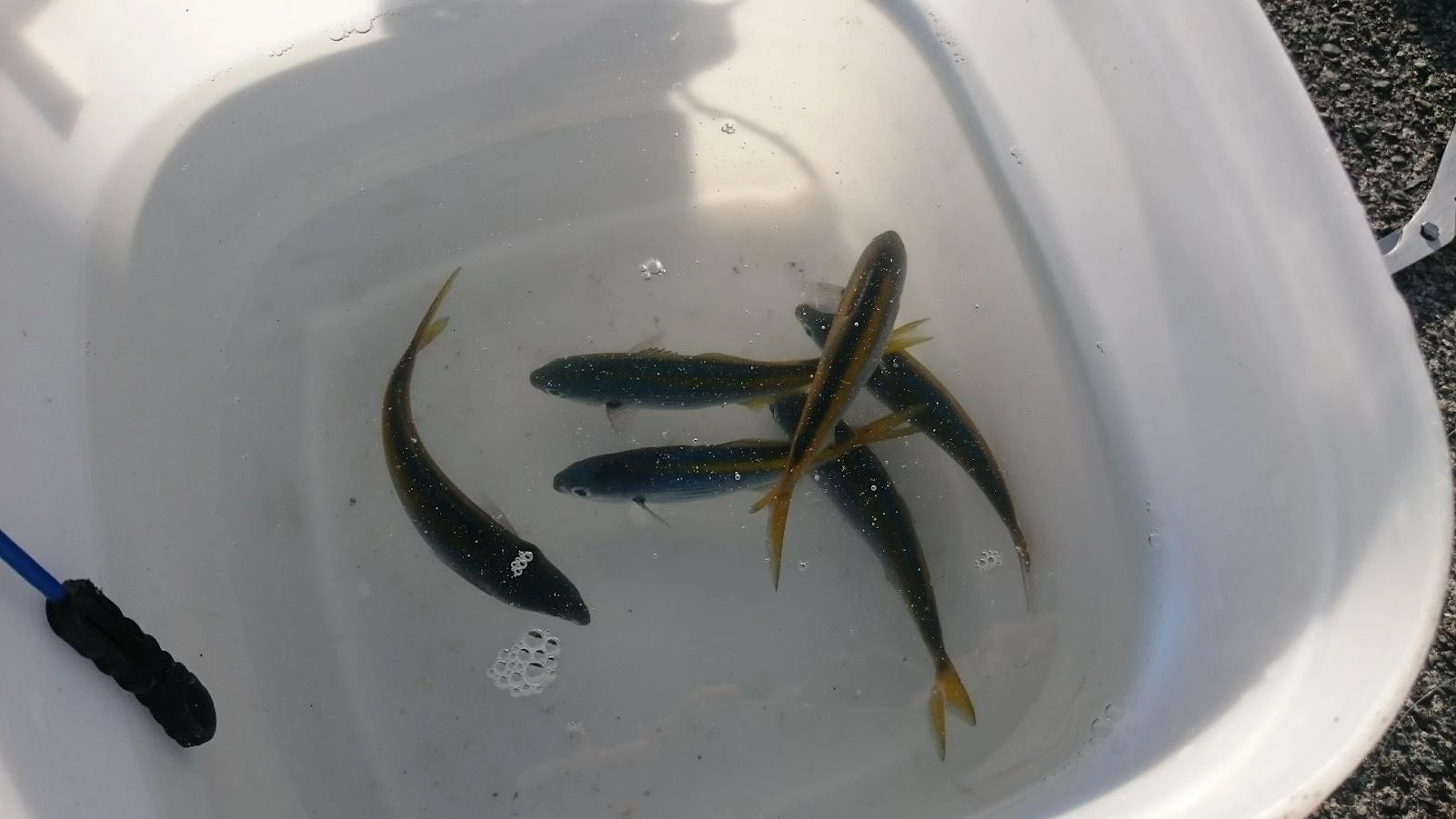 コマセ無し投げサビキで鯵の釣果が微妙な状況です。なんとか超豆鯵を1匹確保。
同行の友人は17㎝くらいの鯵を3匹確保。
ワカサギ細地袖針1.5号ハリス0.3号で針を隠す様に生いき君アミエビを付けてタカベ確保。日没前にタカベのトレブルフック泳がせすると50㎝くらいのカンパチが追ってくるもバイトせず。