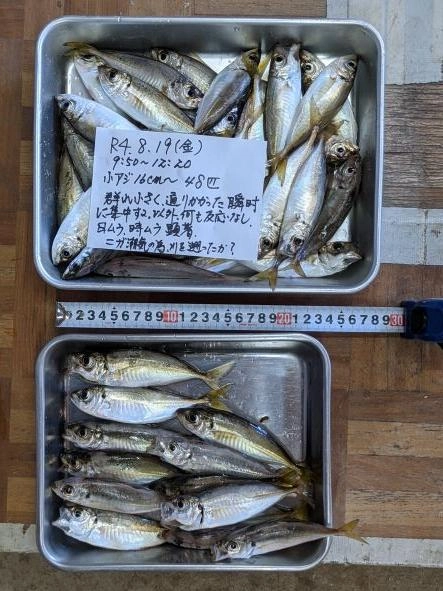 月初8/5頃より一回り大きくなっている。
ニガ潮気味のため、川（一色漁港）を遡ったか？