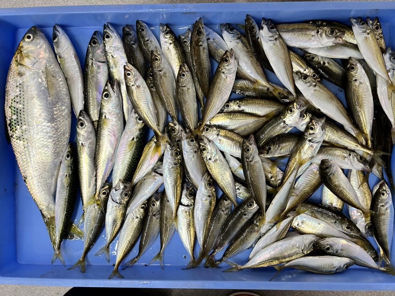 渥美半島も回遊魚シーズンに突入！