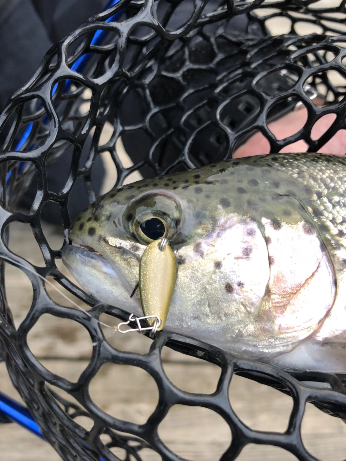 キレイな魚に癒されます♪