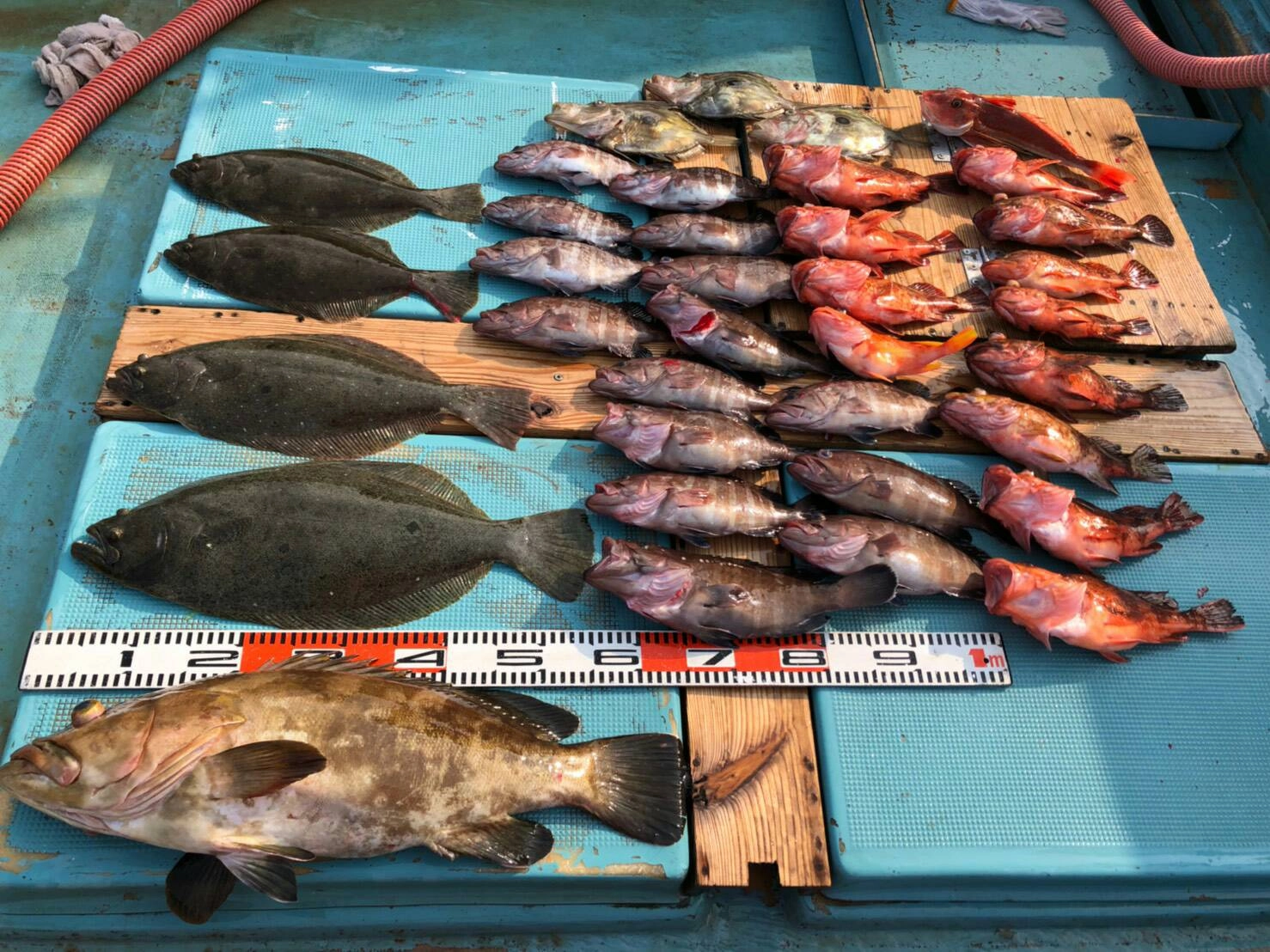高級魚のオンパレード♪