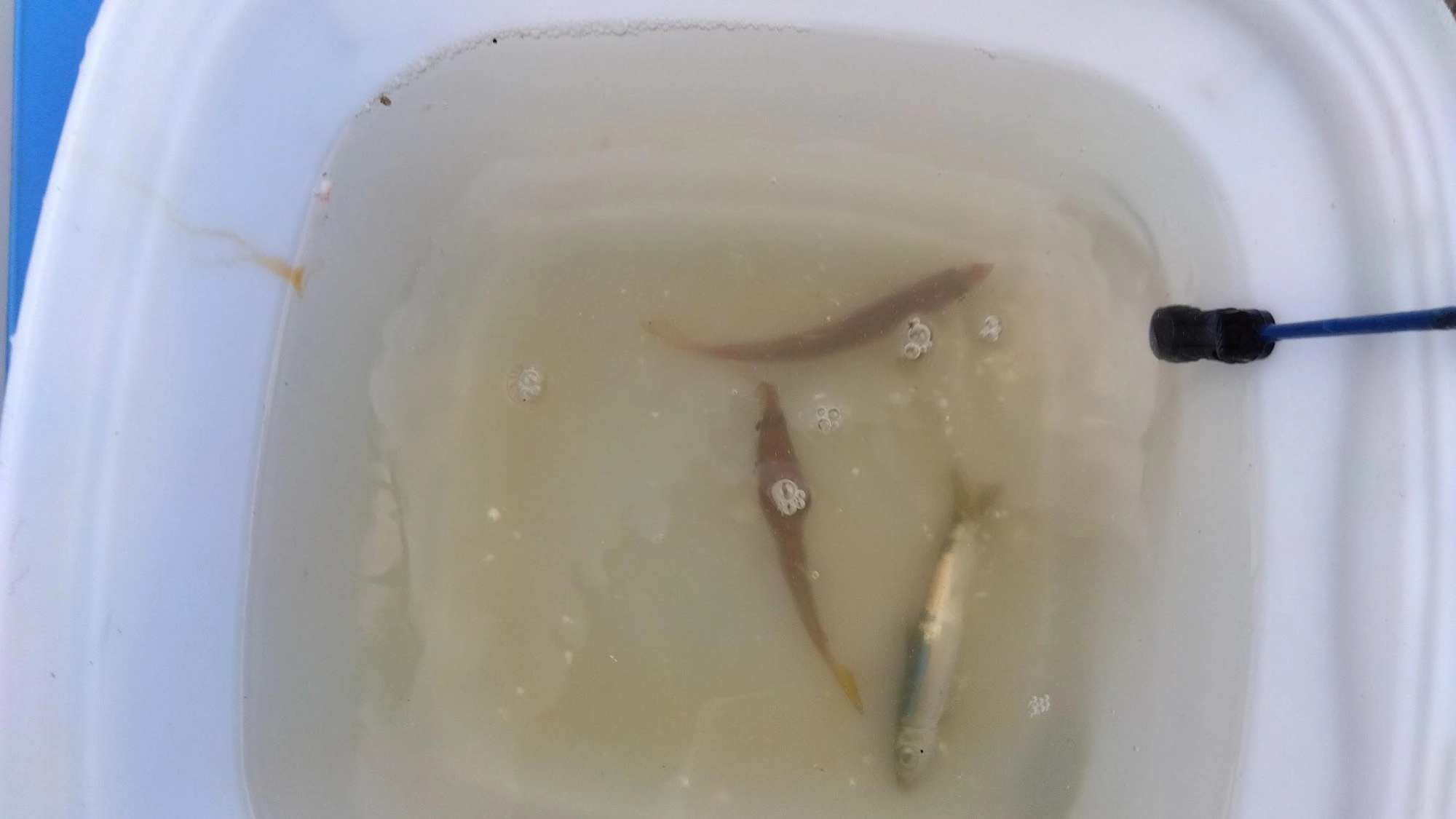 ホームの釣り場にカマスが多すぎで、それを避けていつもと違う場所での釣行。
ほぼ足元でサビキ損耗無しで餌確保できたのは良かったです。
鯵の胴付き泳がせは勢い良くドラグが出るもかからず。