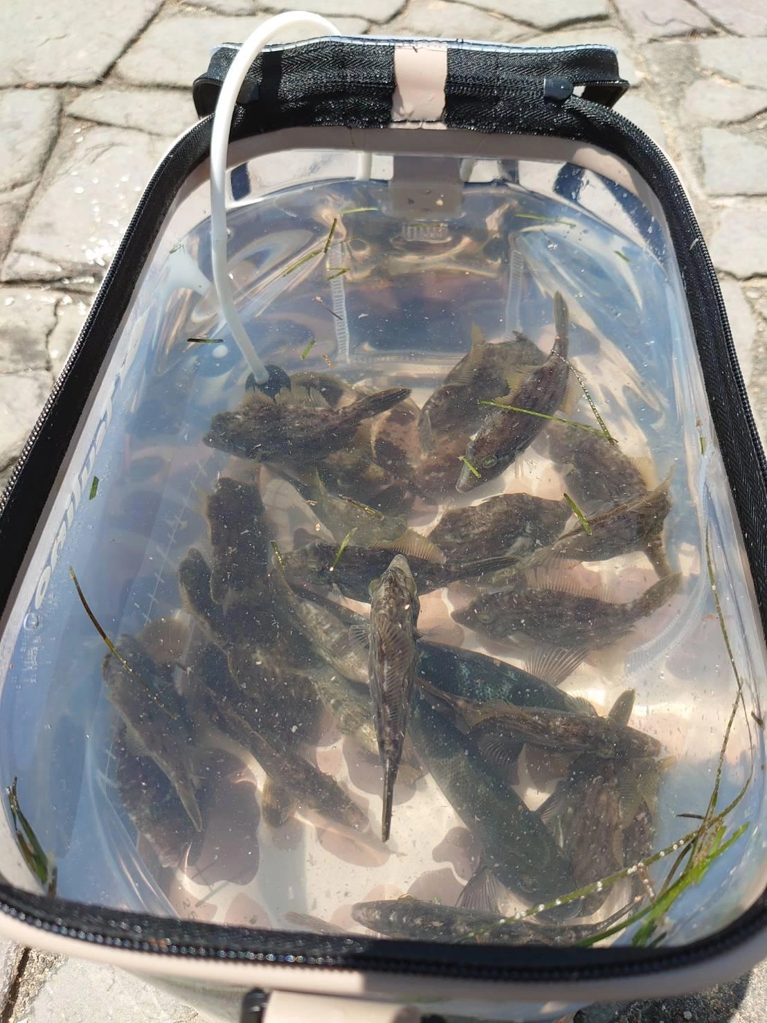 ★小型のカワハギはすべて海に戻ってもらいました。