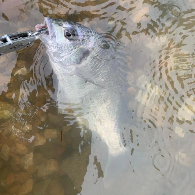 水は濁ってましたが魚の反応は抜群！！この濁りで警戒心が緩んでいるみたいです。