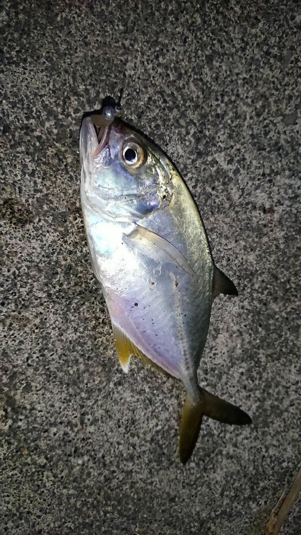 引きの強いメッキやセイゴなどもヒットしました。