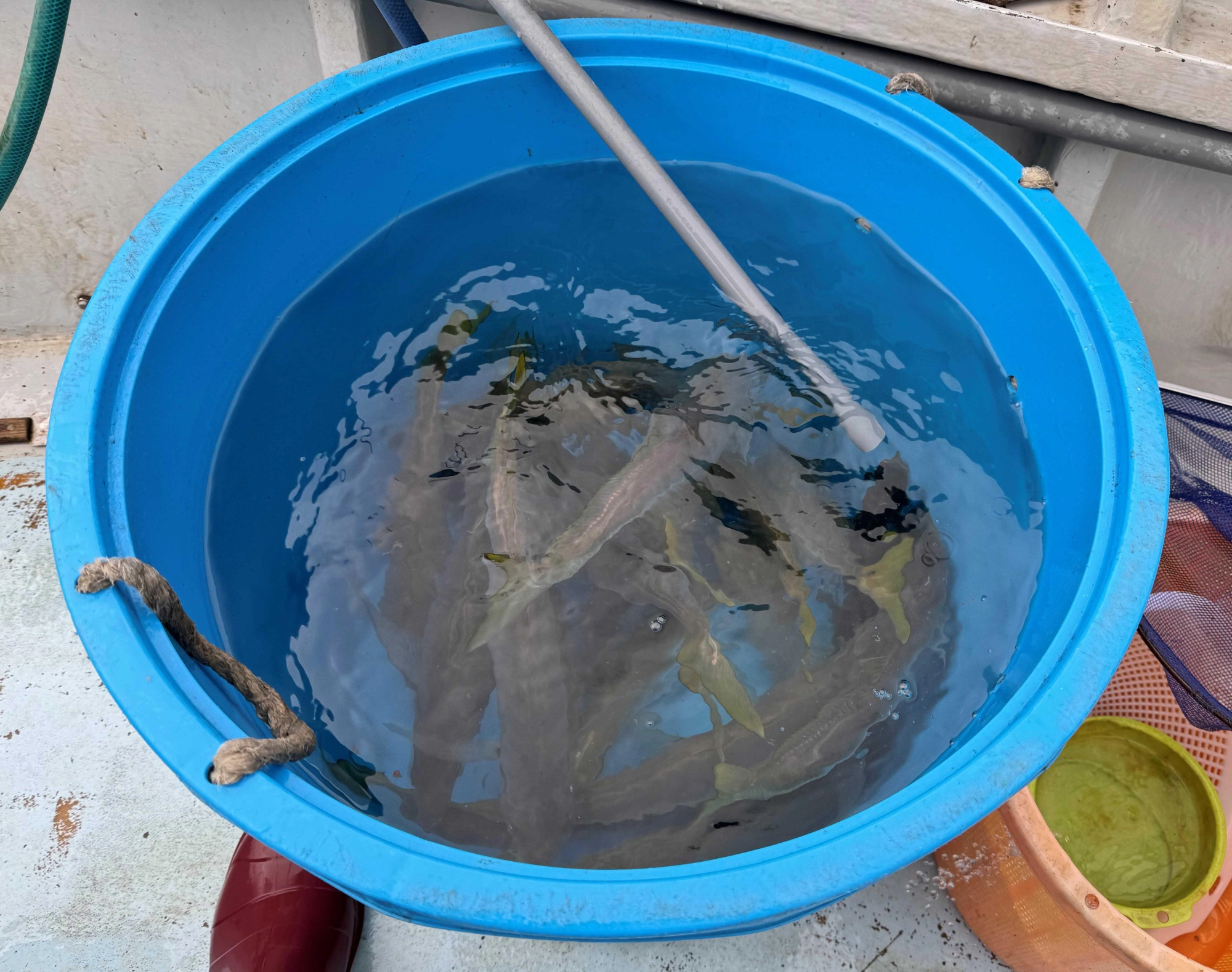 上級者は30匹以上の釣果！