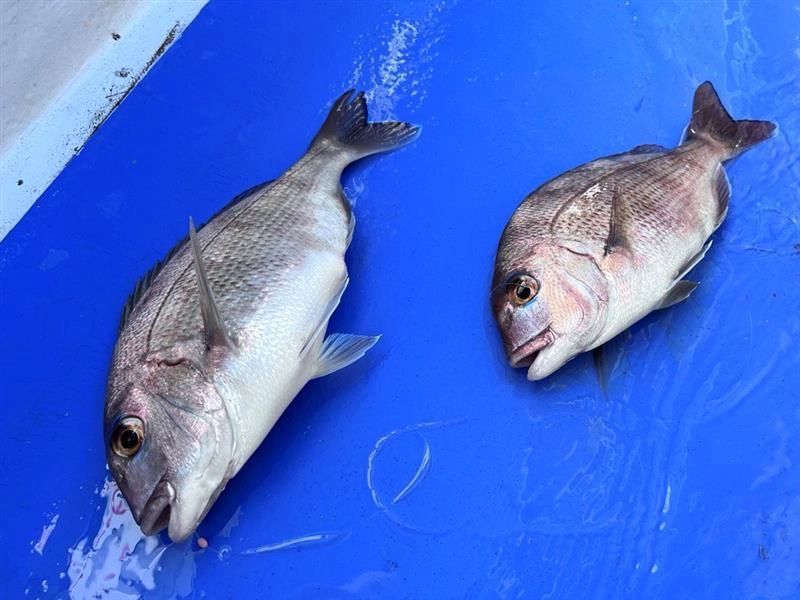 2本針で数釣り楽しめました！