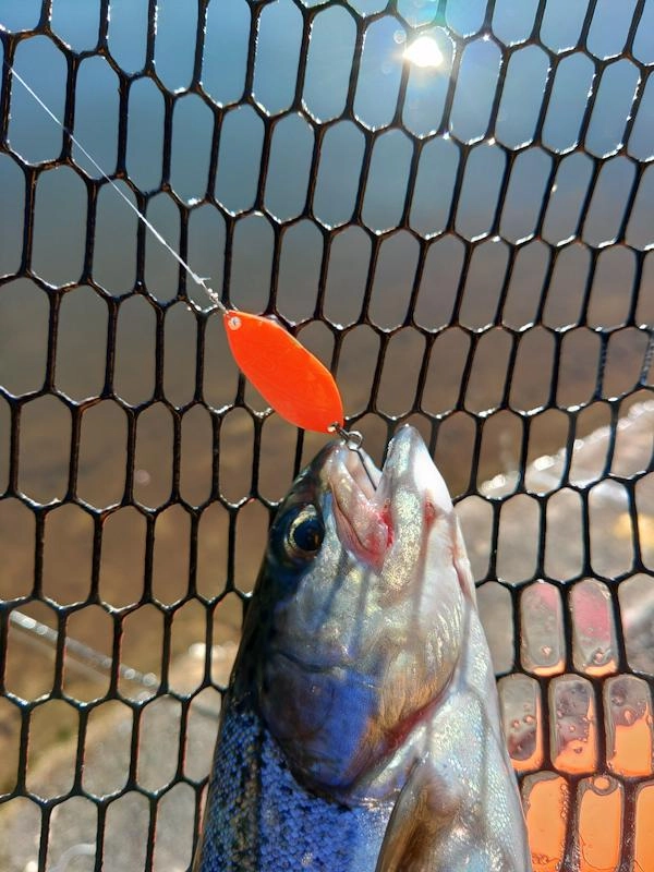 ストライナ
派手なアクションと波動で遠くの魚にアピールして釣る事が出来ます。