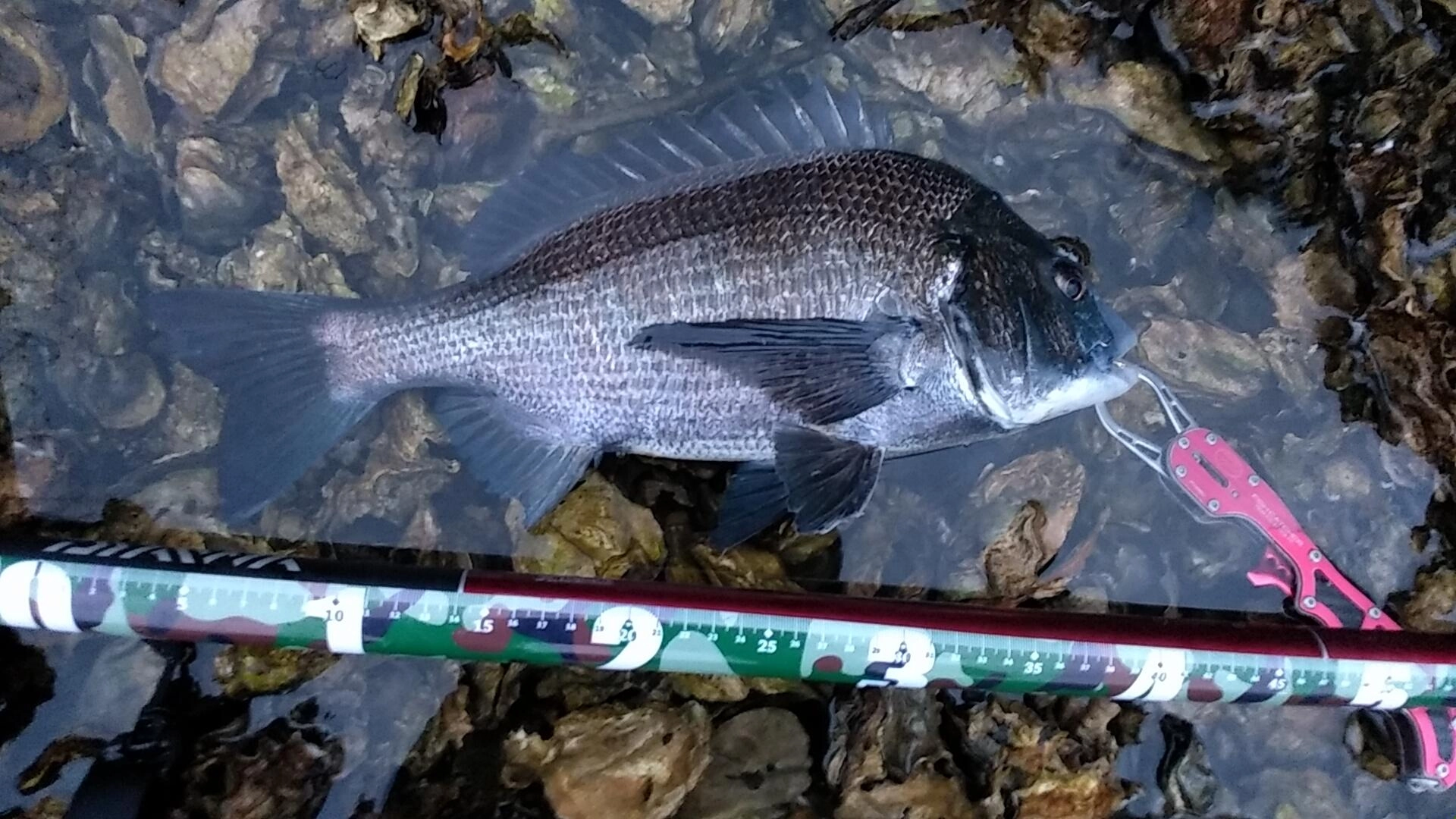 夕まずめ「18時30分に釣れた黒鯛40.5センチ！