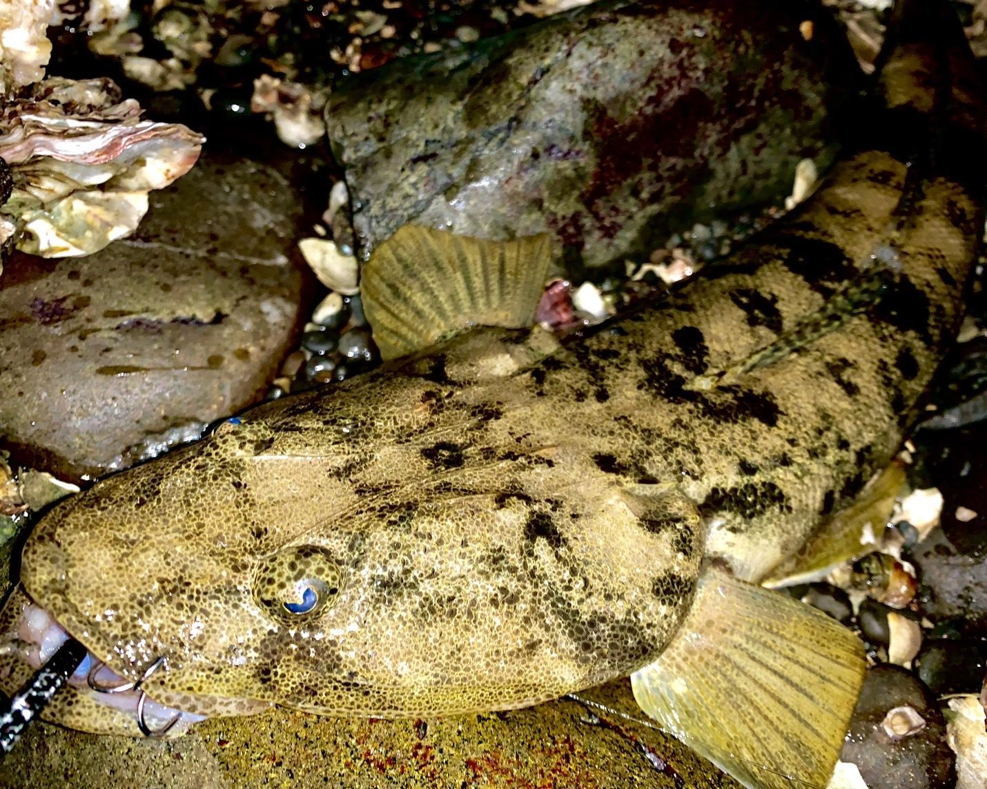そろそろマゴチがよく釣れるシーズンです！