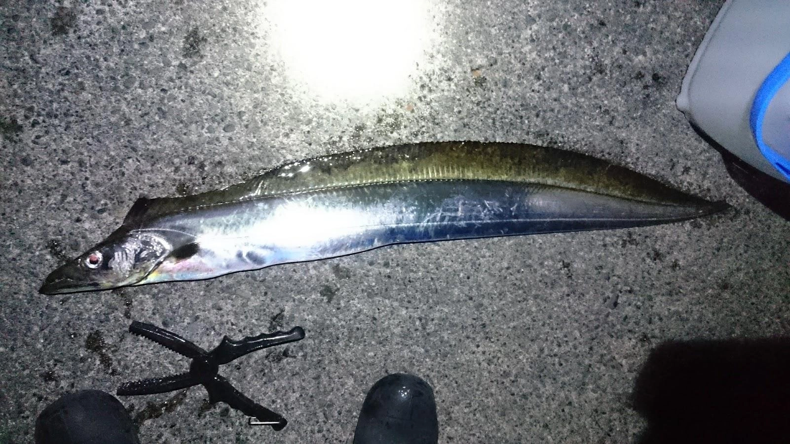 しばらく水温が低く太刀魚テンヤを触るとヒヤッとしました。
泳がせで太刀魚が釣れたのは、若干テンヤが温かくなったと思ったタイミングでした。
１２月の半ばになり気温水温共に冷たいですが、ちょっと温かい潮流が来始めたらチャンスなようです。