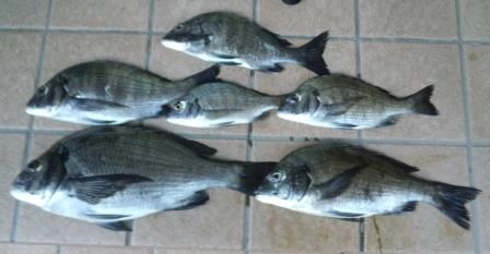 1月は某所で坊主が続いたので釣果が欲しくて浜名湖へ。　コイン精米機にお世話になってオキアミとＭＰ混ぜたコマセ打ちながら、餌はオキアミ、コーン、黄色い練り餌にMP練りこんだもの。　暴風と潮の激流には苦労しましたが、アタリは結構あり楽しめました。手のひらチンタも多かったですが、食べられるサイズも確保できたので良かった。　3匹ほどテトラに入り込まれてからもグイグイ引っ張るアタリもありましたが結局抜けず。　きっとあれは大物にちがいない・・・。　毎回、言ってるけどインターライン竿は暴風に強い。