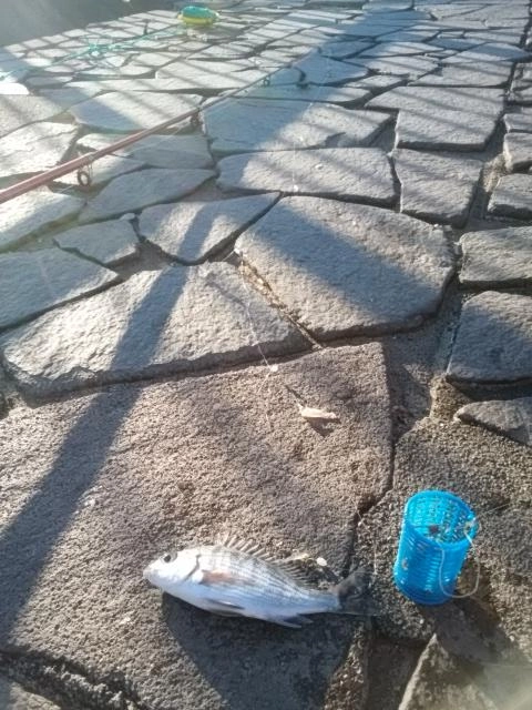 ちんただね