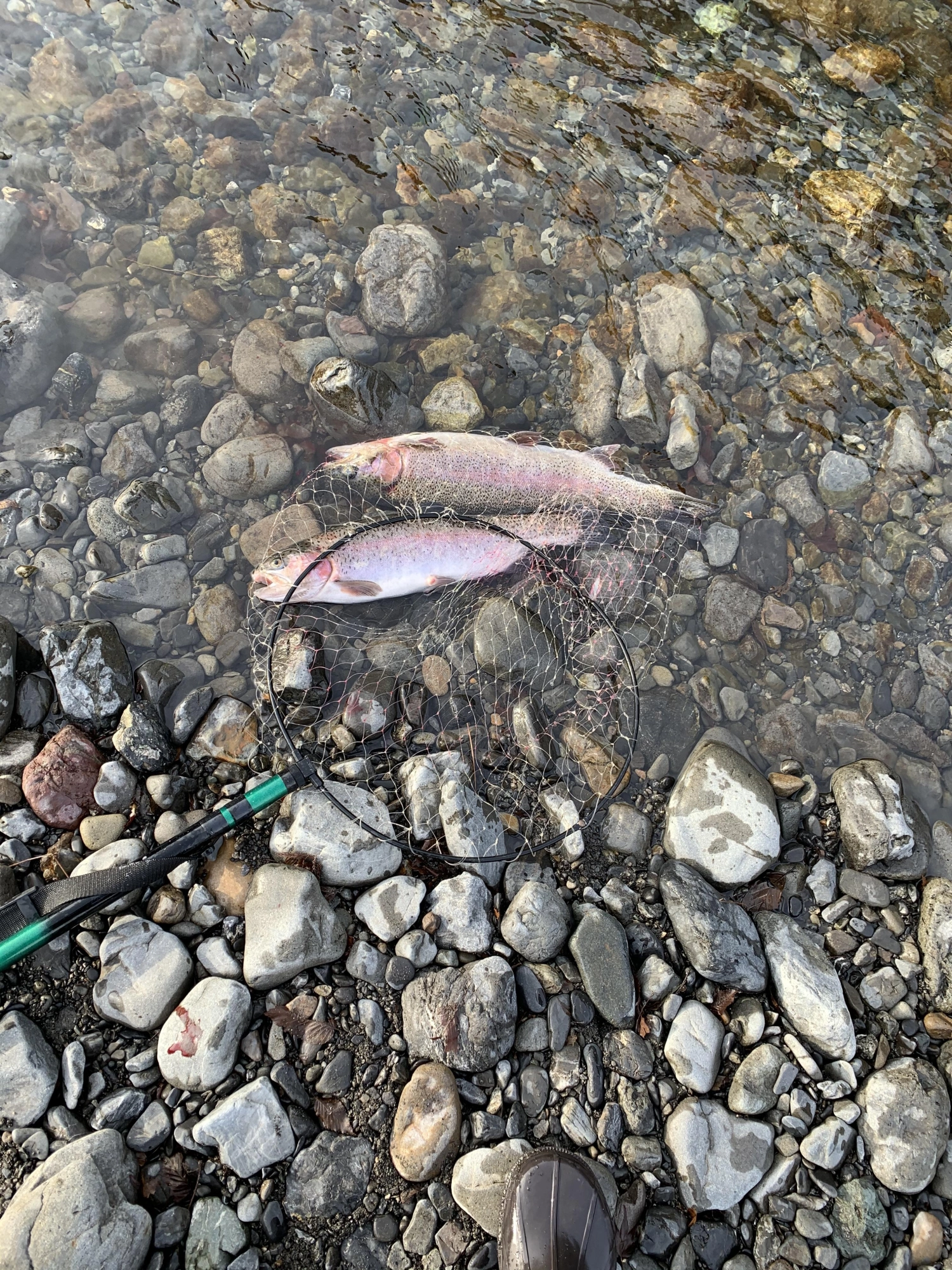 普通の渓流竿なのでしなりが半端なかったです。