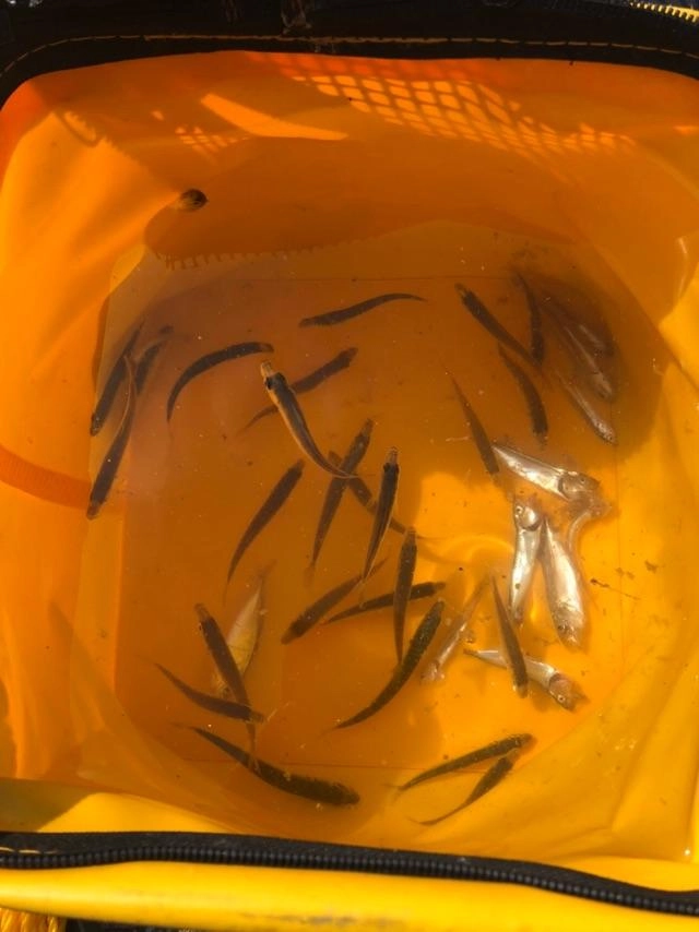 シーズン開幕！魚は小さめでしたが数釣れましたよ。