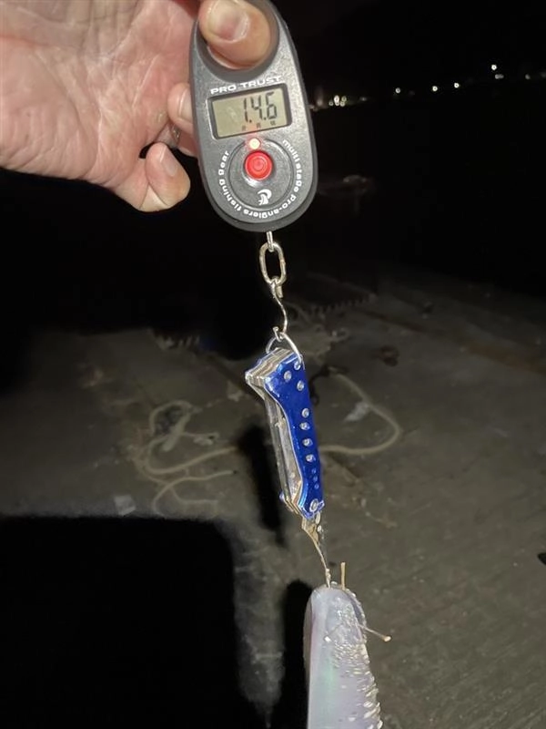 1kgオーバーの立派なアオリイカです！水温も下がってきたことで泳がせるアジの活きもしっかりキープできます。